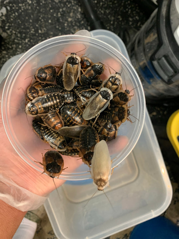 Dubia Starter Colony