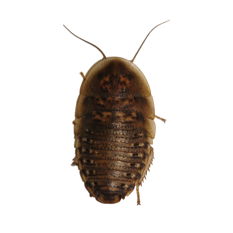 Dubia Roaches